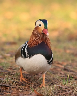 Mandarynka - Aix galericulata - Mandarin Duck