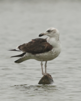 Mewa pręgosterna - Band-tailed Gull
