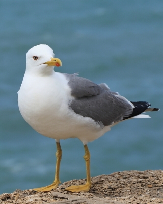 Mewa romańska - Larus michahellis - Yellow-legged Gull