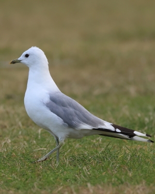Mewa siwa - Larus canus - Mew Gull
