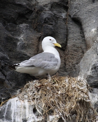 Mewa trójpalczasta - Rissa tridactyla - Black-legged Kittiwake