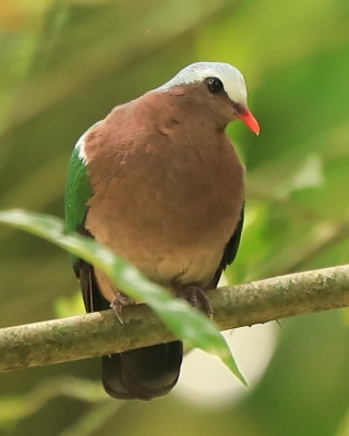 Miedzianka szmaragdowa - Chalcophaps indica - Common Emerald Dove