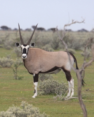 Namibia i Botswana