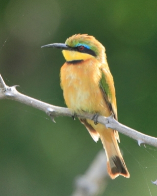 Namibia i Botswana ptaki - Namibia & Botswana birds