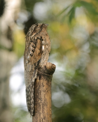 Nocolot szary - Common Potoo