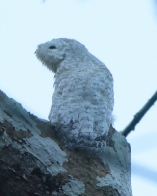 Nocolot wielki - Great Potoo