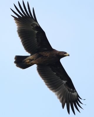 Orlik grubodzioby - Clanga clanga - Greater Spotted Eagle