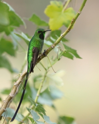 Paziak zielonosterny - Green-tailed Trainbearer