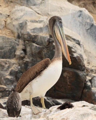Pelikan chilijski - Peruvian Pelican