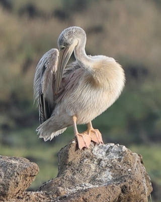 Pelikan mały - Pelecanus rufescens  - Pink-backed Pelican