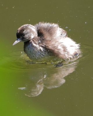 Perkoz białoskrzydły -Tachybaptus dominicus - Least Grebe