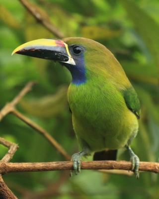 Pieprzojad szmaragdowy - Aulacorhynchus prasinus - Emerald Toucanet
