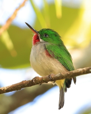 Płaskodziobek cienkodzioby - Todus angustirostris  - Narrow-billed Tody