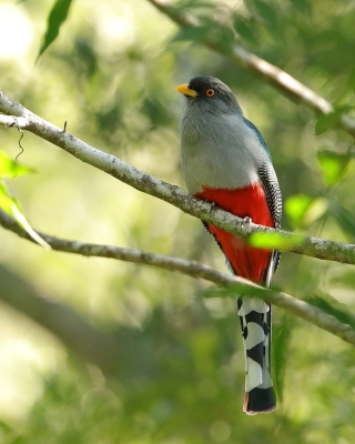 Pilik żółtodzioby - Priotelus roseigaster - Hispaniolan Trogon