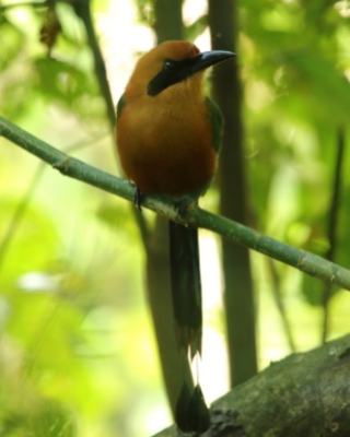 Piłodziób rdzawy - Baryphthengus martii - Rufous Motmot