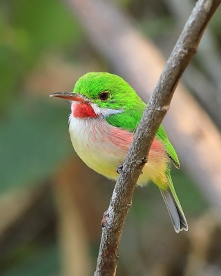 Płaskodziobki - Todidae -Todies