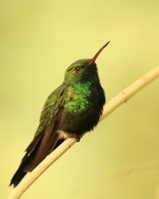 Pląśnik czarnopierśny - Riccordia swainsonii  - Hispaniolan Emerald