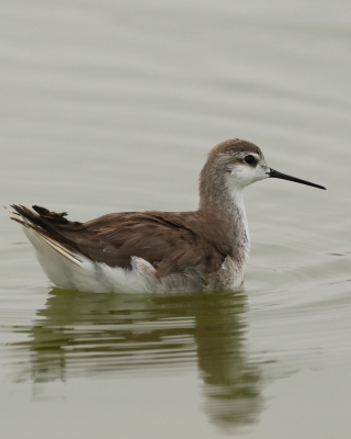 Płatkonóg trójbarwny - Wilson's Phalarope