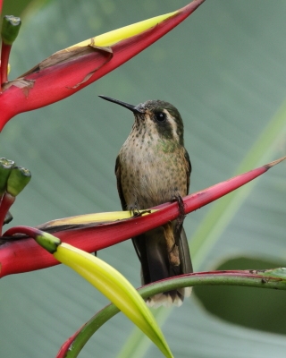 Płowik - Speckled Hummingbird