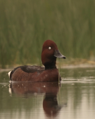 Podgorzałka - Aythya nyroca - Ferruginous Pochard