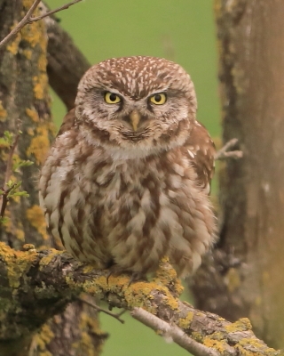Pójdźka - Athene noctua - Little Owl