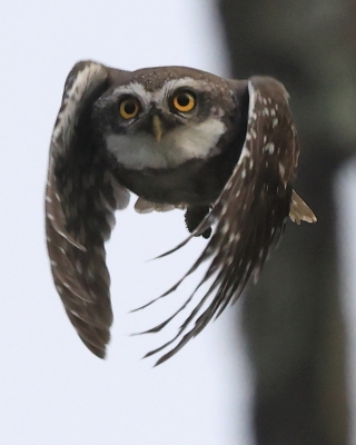 Pójdźka bramińska - Athene brama - Spotted Owlet
