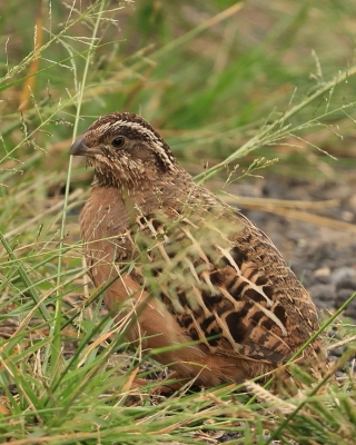 Przepióreczka dżunglowa - Perdicula asiatica - Jungle Bush-Quail