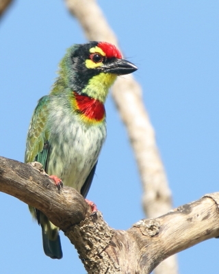 Pstrogłów żółtogardły - Psilopogon haemacephalus - Coppersmith Barbet
