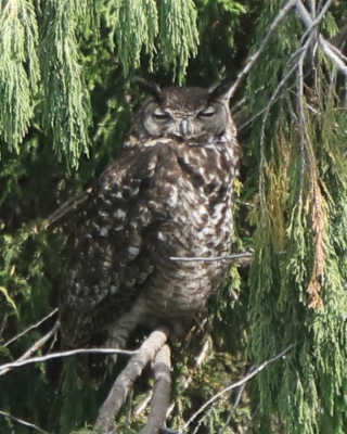 Puchacz przyladkowy - Bubo capensis  - Cape Eagle Owl
