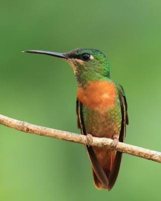 Pustelnik jasnosterny - Pale-tailed Barbthroat