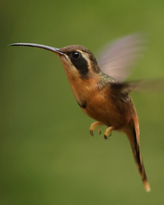 Pustelnik rdzawobrzuchy - Reddish Hermit