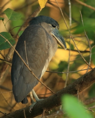 Rakojad - Cochlearius cochlearius - Boat-billed Heron