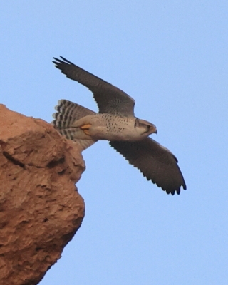 Raróg górski - Falco biarmicus - Lanner Falcon