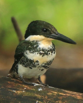 Rybaczek zielony - Chloroceryle americana - Green Kingfisher