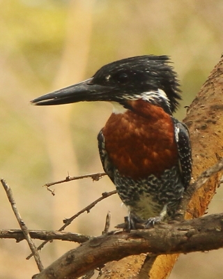 Rybaczek wielki - Megaceryle maxima - Giant Kingfisher