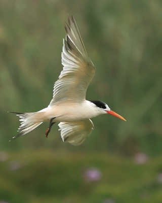 Rybitwa kalifornijska - Elegant Tern