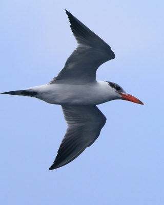 Rybitwa wielkodzioba - Sterna caspia - Caspian Tern