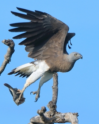 Rybożer białosterny - Ichthyophaga ichthyaetus - Grey-headed Fish Eagle