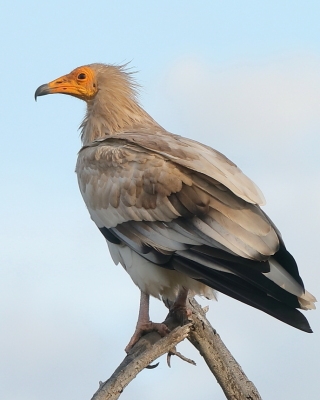 Ścierwnik - Neophron percnopterus - Egyptian Vulture