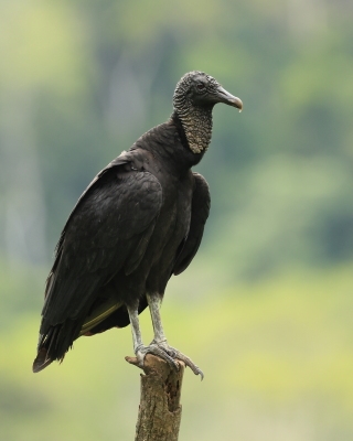 Sępnik czarny - Black Vulture