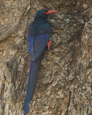 Sierpodudek kenijski - Phoeniculus granti - Grant's Wood-hoopoe