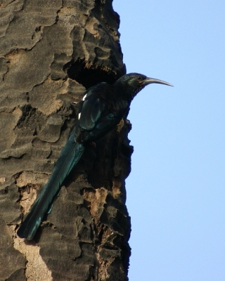 Sierpodudek purpurowy - Phoeniculus purpureus - Green Wood-hoopoe