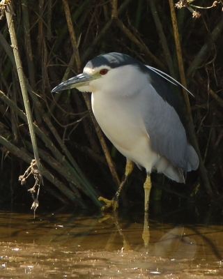 Ślepowron - Nycticorax nycticorax - Black-crowned Night-Heron