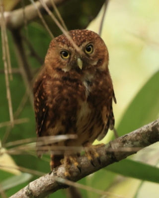 Sóweczka andyjska - Andean Pygmy Owl
