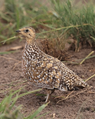 Stepówka kalaharyjska - Pterocles burchelli - Burchell's Sandgrouse