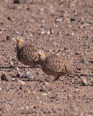 Stepówka piaskowa - Pterocles coronatus - Crowned Sandgrouse