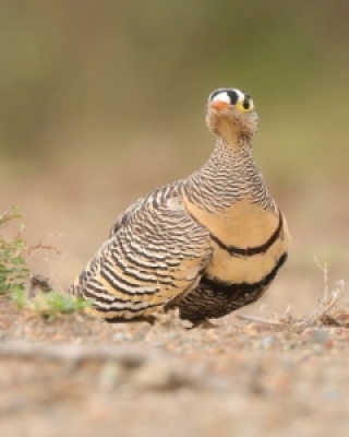 Stepówki- Sandgrouse