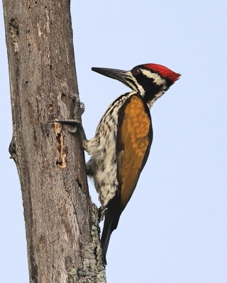Sułtan białogrzbiety - Chrysocolaptes festivus - White-naped Woodpecker