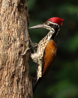 Sułtan indochiński - Chrysocolaptes guttacristatus - Greater flameback