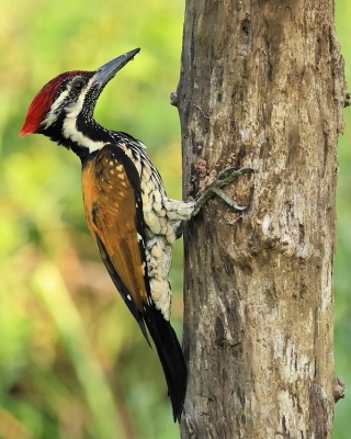 Sułtanik żółtogrzbiety - Dinopium benghalense - Black-rumped Flameback